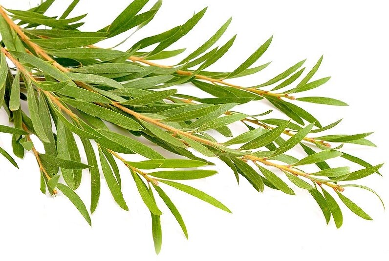 Tea Tree olie