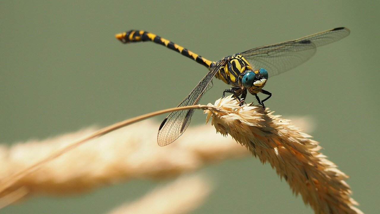 Etherische olie tegen insecten