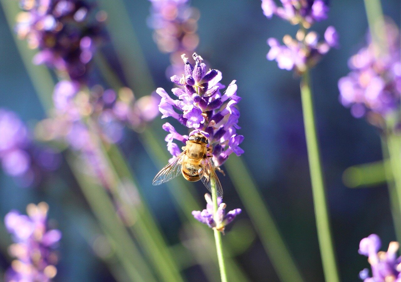 Lavendel olie
