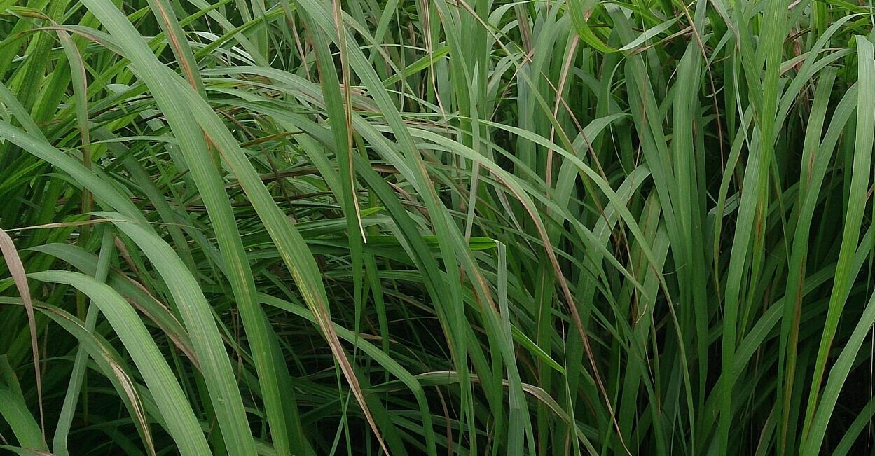 Citronella olie