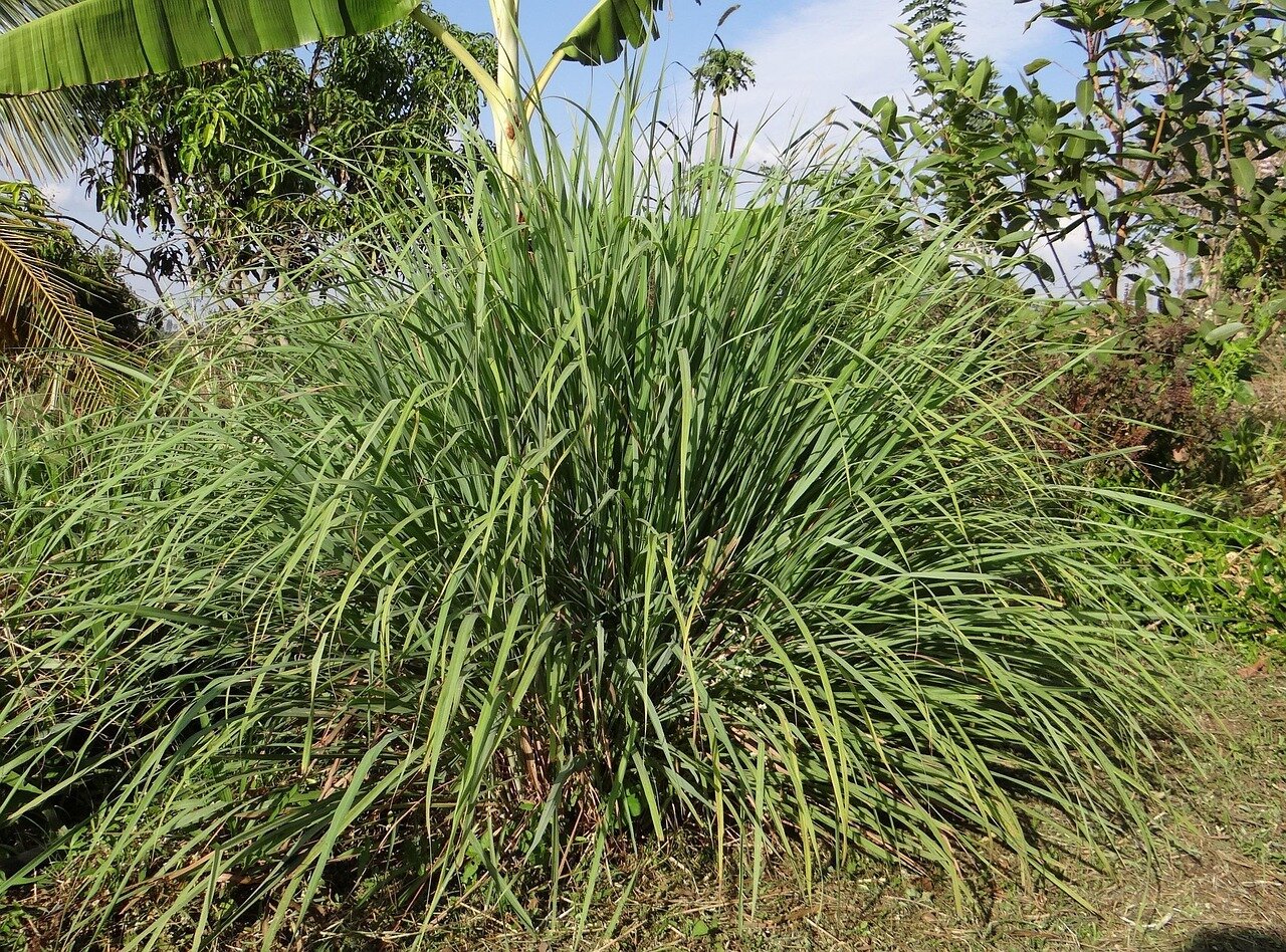 Lemongrass olie