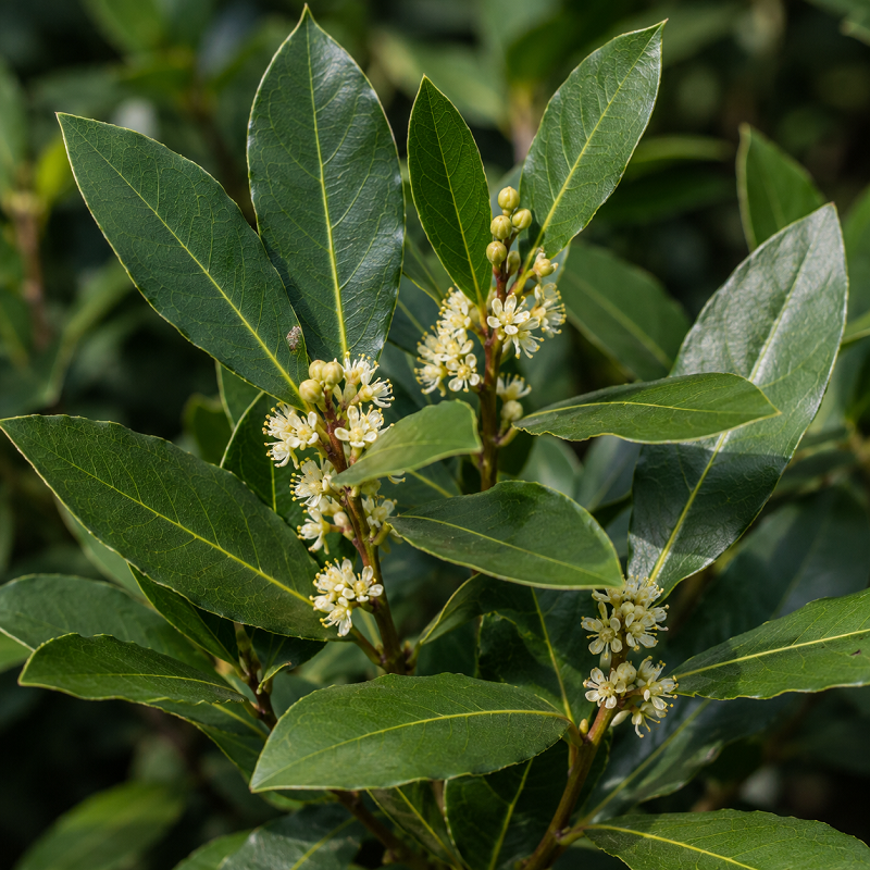 Laurierblad etherische olie - merlijn wellness