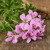 Geranium etherische olie - merlijn wellness