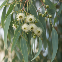 Eucalyptus etherische olie - merlijn wellness