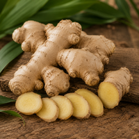 Gember etherische olie - merlijn wellness