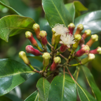Kruidnagel bloem etherische olie - merlijn wellness