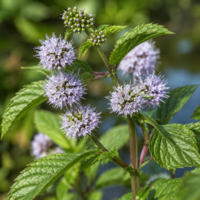 Kruizemunt etherische olie - merlijn wellness