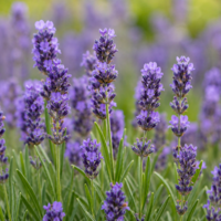 Lavendel etherische olie (Officinalis) &ndash; Merlijn Wellness