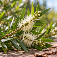 Tea Tree etherische olie biologisch - merlijn wellness
