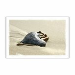Geur kado zakje hart schelp met envelopje Geur kado zakje hart schelp met envelopje